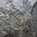 Dactylioceras commune